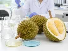 XMUM Researchers Explore New Applications for Malaysia’s Durian Industry